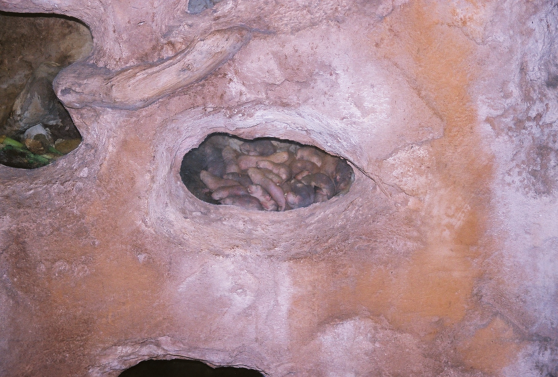 The Mole Rat Strategy